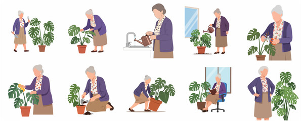 Naklejka premium Elderly woman taking care of indoor Monstera plant flat vector illustration set. Senior lady enjoying gardening hobby, watering, pruning, and repotting houseplants isolated on white.