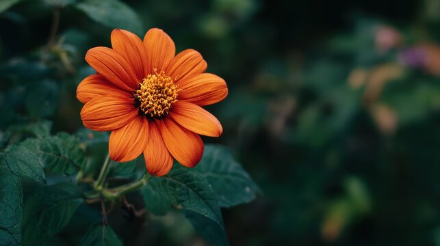 Macro shot of tree marigold flowers showing textured petals and bold central disk