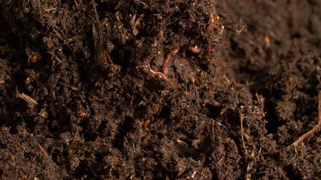 Fertile soil ecosystem with earthworms, close-up