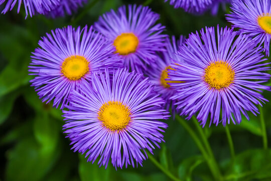 Beautiful purple aster fleabane flowers with bright yellow centers bloom densely against a vibrant, soft-focus green leafy background in close-up.