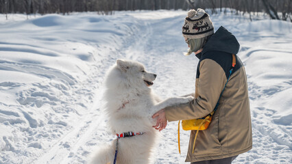 Obraz premium Woman training fluffy samoyed dog to give paw in winter snow