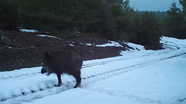 Wild boar foraging on a snow-covered forest road during winter.