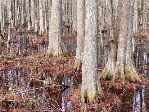 Towering bald cypress trees rise from dark swamp water in Croatan National Forest, creating a quiet wetland landscape rich in biodiversity and coastal wilderness.