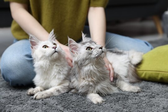 Woman with her cute Maine Coon cats at home, closeup. Adorable pet