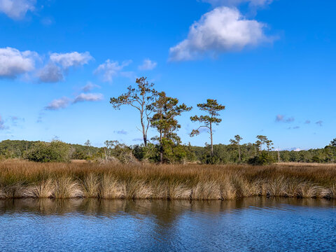  Calm tidal waters reflect coastal grasses and pine trees beneath blue skies at Cape Hatteras National Seashore on North Carolina's Outer Banks.
