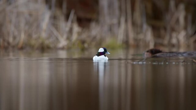 Bufflehead duck floating on calm water as beaver swims through wetland scene in slow motion