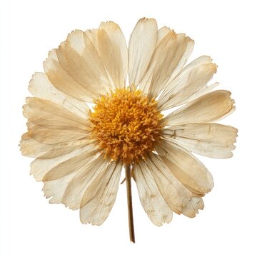 Delicate dried daisy flower art