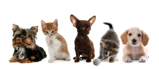 Fototapeta premium Baby animals. Puppies and kittens on white background