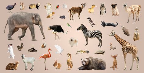 Fototapeta premium Many different animals on beige background, collection
