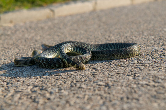 Ground level view of dead diced snake roadkill Natrix tessellata on asphalt road Switzerland