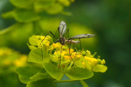 Schnake auf gelber Bl&uuml;te - Stockfoto