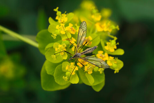 Schnake auf gelber Bl&uuml;te - Stockfoto