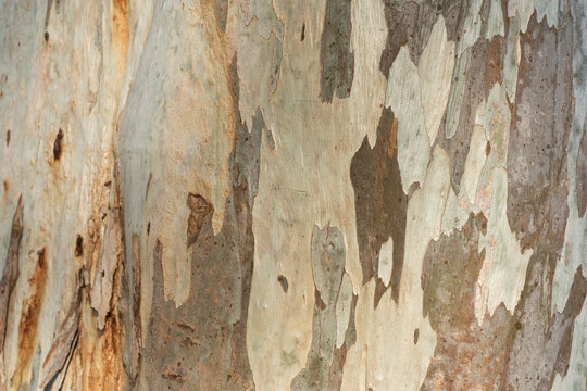 Nature's Tapestry: Intricate Textures of Peeling and Weathered Eucalyptus Tree Bark with Organic Camouflage Patterns