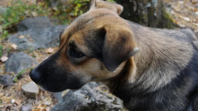 Homeless mongrel dog in the autumn forest.