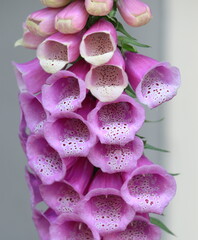 Pink Foxglove Close Up © Monica