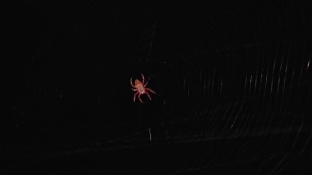 Macro Shot of a Spider in the Center of its Web Against a Night Sky