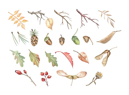 Watercolor autumn illustration of acorns, leaves, maple keys, tree branches, and berries. Traditional hand-drawn clip art isolated on transparent. For cozy projects during the fall season.