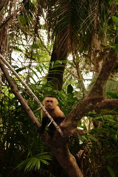 MONOS EN MANGLARES