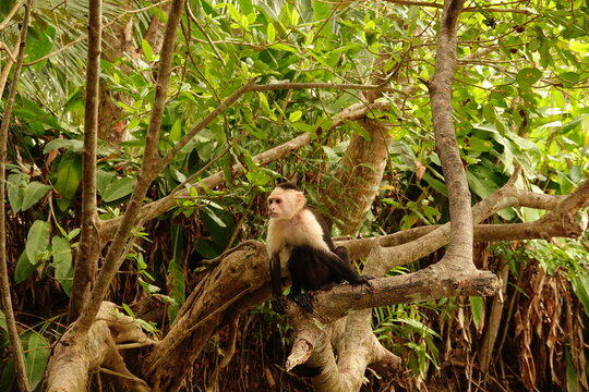 MONOS CAPUCHINOS EN MANGLARES