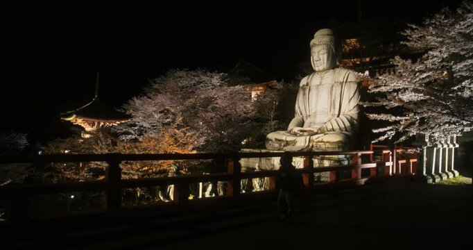 Little boy walking near massive, ancient buddha statue surrounded by cherry blossoms - wide, tracking shot