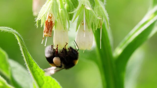xtreme Macro of Bumblebee Hanging from White Bell Flower in Slow Motion