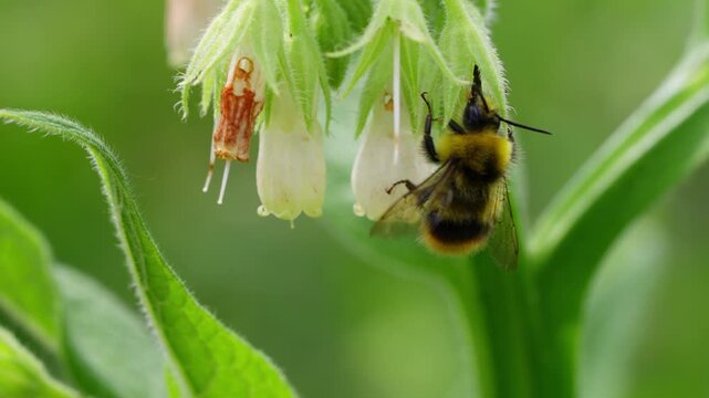 Slow Motion Back View of Furry Bumblebee on White Blossoms