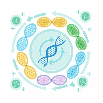 DNA Replication and Cell Division Cycle Illustration
