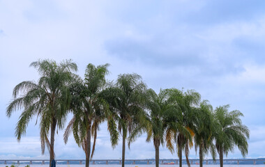 Obraz premium Serene row of tall palm trees stands against a cloudy blue sky, overlooking a sea bay with a long bridge spanning the horizon in the distance