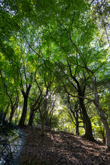 Fototapeta premium Sunbeams passing between leafy branches in vibrant forest landscape on hillside with shadows textures and peaceful outdoor environment, Kyoto, Japan 