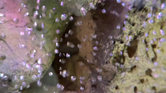 Thousands of tiny oxygen bubbles drift upward through the aquarium forming beautiful patterns and adding movement to the aquatic environment.