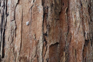 Fototapeta premium Close-up macro mostrando os detalhes rugosos, fissuras profundas e a tonalidade marrom-avermelhada característica da casca do Ipê-felpudo, uma árvore nativa da Mata Atlântica.