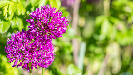 Obraz premium Two purple ornamental onion flowers (Allium) in sunny garden with green blurred background, floral banner and spring garden concept with copy space 