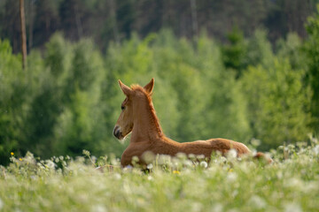 Young foal resting in flowering green meadow with soft forest background in rural © Edijs