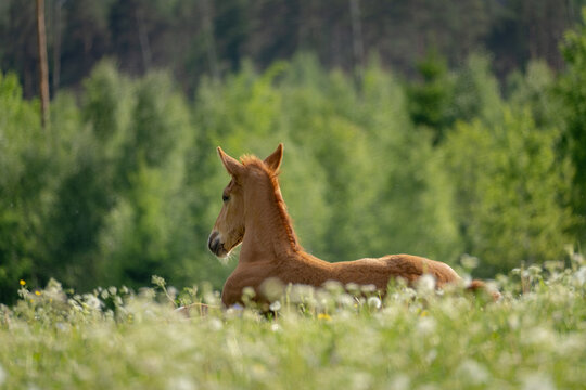 Young foal resting in flowering green meadow with soft forest background in rural