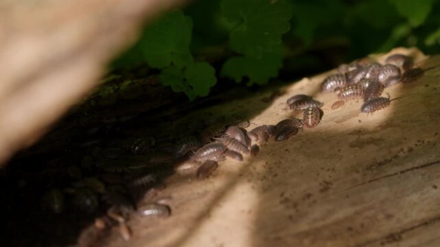 Slow Motion Colony of Woodlice Crawling on Old Tree Log