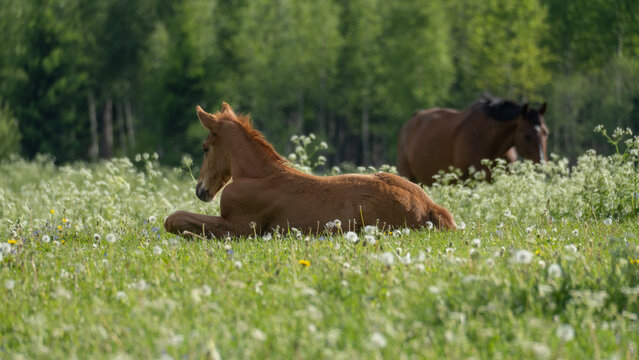 Young Foal Resting in Flowering Pasture with Adult Horse in Rural Meadow