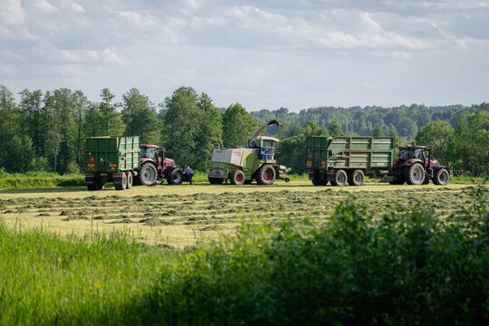 Forage Harvester and Tractors Collecting Grass Silage in Rural Field. 01.06.2026. Burtnieki. Latvia
