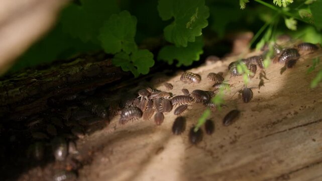 Slow Motion Close-Up of Woodlice Gathering on Rotting Log