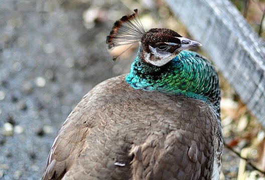 Female peahen showcasing its brown plumage and iridescent green neck feathers from a high angle view.