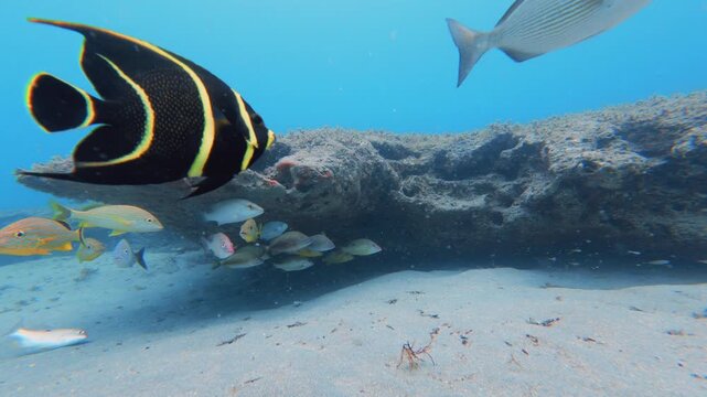 underwater view of tropical fish swimming in ocean with coral reef
