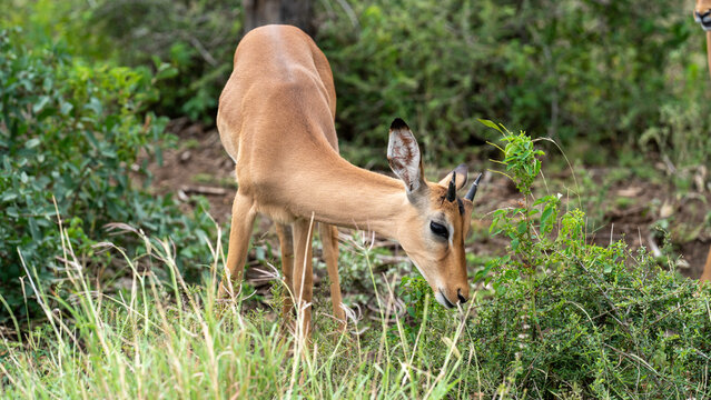 Closeup of a young impala feeding in the bush, Kruger National Park, South Africa