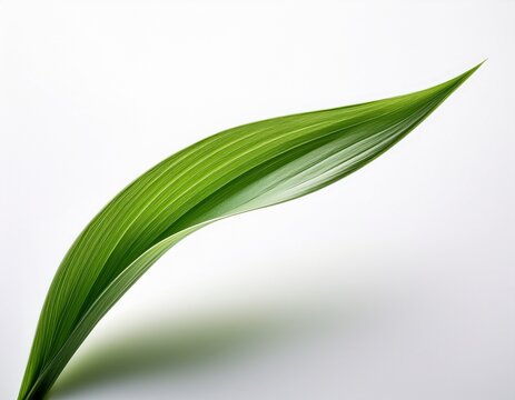 elegant curve a single blade of green grass isolated on a pristine plain white background showcasing nature s delicate beauty with a clean and minimalist aesthetic