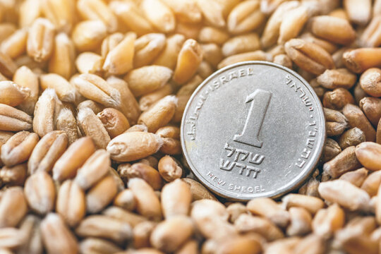 Israeli shekel coins among wheat grains. Export and import of grain between countries.Wheat price, grain reserves around the world. Food crisis.