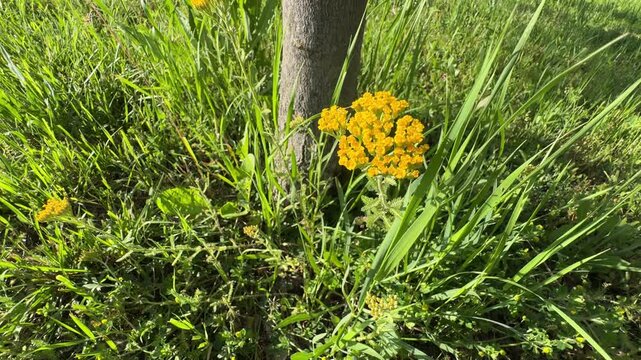 Close up of a yellow yarrow (Achillea filipendulina) flower head blooming in a green meadow. Vibrant golden fernleaf yarrow blossom footage for herbal medicine, wild flora, and botanical videos.