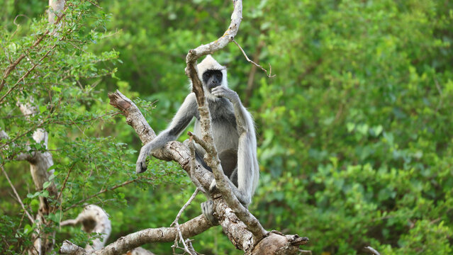 Langur gris, Parque Nacional de Yala (Sri Lanka)