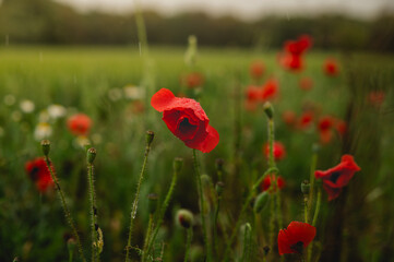 Naklejka premium Red Poppy Flower With Raindrops in Spring Meadow