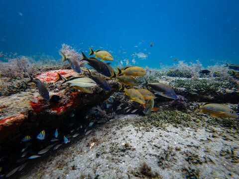 underwater view of tropical fish swimming in ocean with coral reef