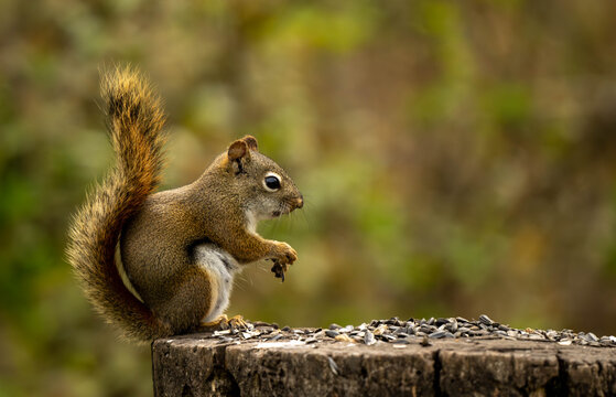 squirrel eating nut