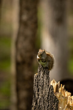 squirrel on the tree