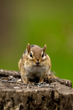 chipmunk on a rock